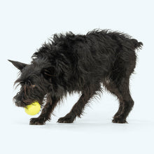 Load image into Gallery viewer, Jive Ball Dog Toy | Bouncy Treat-Dispensing Play Ball